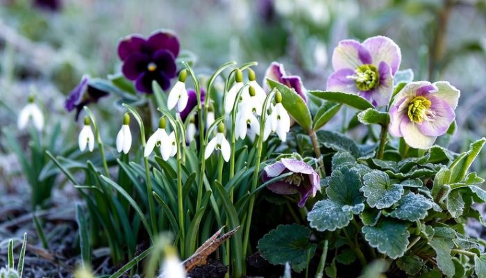 Beautiful winter flowers including snowdrops and hellebores blooming in frosty UK garden - Grok Imagine