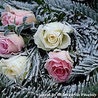 Grow Your Own Winter Wedding Flowers From Experts At Wyevale Garden Centre