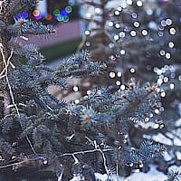 Make Your Garden Sparkle All Year Round
