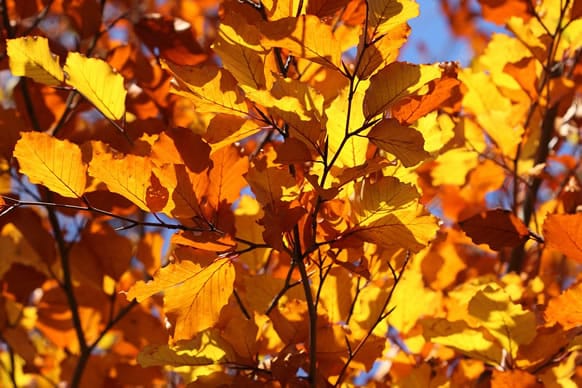 Autumn 2017