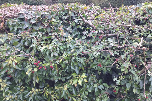Hedge cut after using Gtech HT05