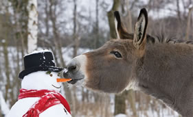 Donkey Christmas Card