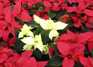 How To Look After Your Christmas Poinsettia