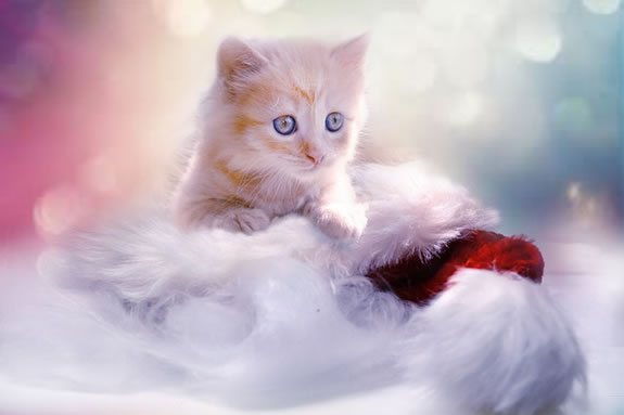 Handpicked Christmas gifts for pets and pet lovers