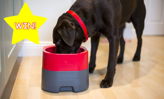 Day ONE 12XmasDays: WIN one of two PetWeighter Food and Water bowls