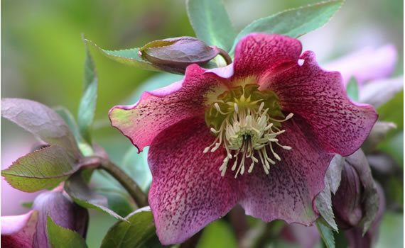 Five top tips for extra Winter colour in your garden this January
