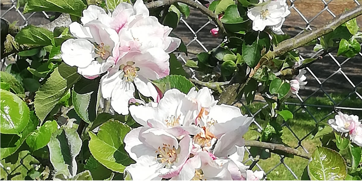 Apple Tree's in blossom