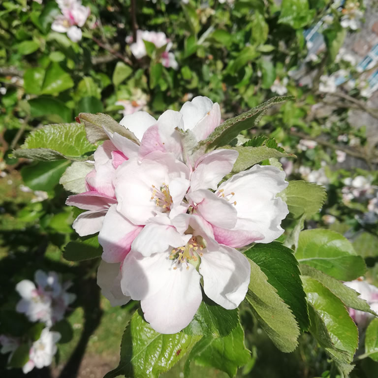 Apple tree in full blossom
