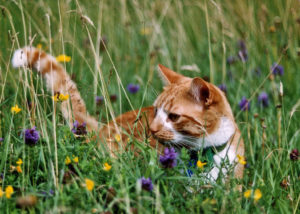 Advice from Cats Protection to keep your furry friends safe at Christmas