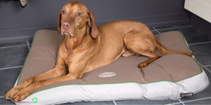 WIN: Scruffs® Insect Shield® Dog Mattress Medium In Taupe