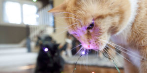PETA shares tips to keep your animal companions safe at Christmas