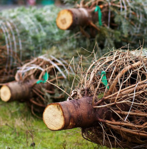 Image of Christmas trees