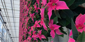 Move over red Poinstettia – PINK Princettias have arrived