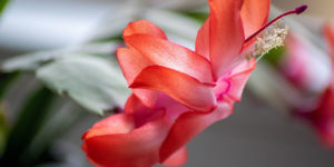 How to grow, care and look after Christmas Cactus