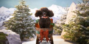 Dobbies unveils ‘A Magical Christmas Experience’ Christmas advert