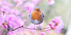 5 Facts about Robins you might not know
