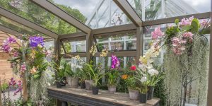 Grow Glorious January Flowers With Heritage Glasshouse Manufacturer Hartley Botanic