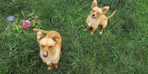 Aldi searching for most expressive pet for a Specialbuy Christmas product