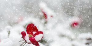 What you should be doing NOW to get your garden in tip-top shape