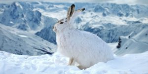 5 fun winter wildlife facts you don’t know
