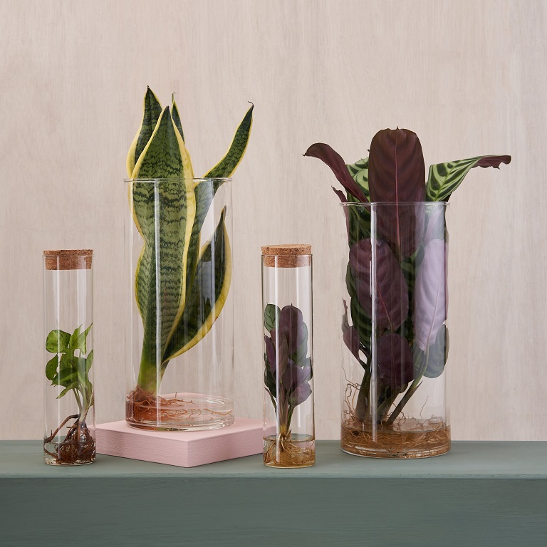 Feather & Nest – 1 x Hydroponic Plant Regular, 1 x Mini