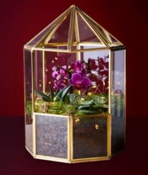 Waitrose Light-up House Orchid Terrarium