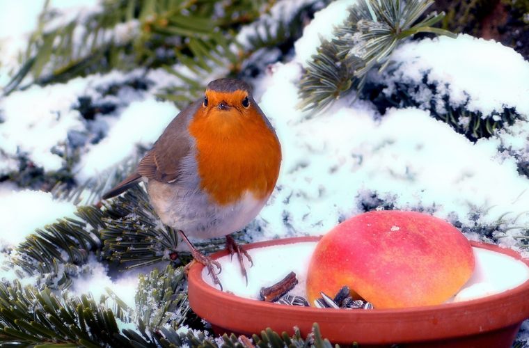 A Robin at winter
