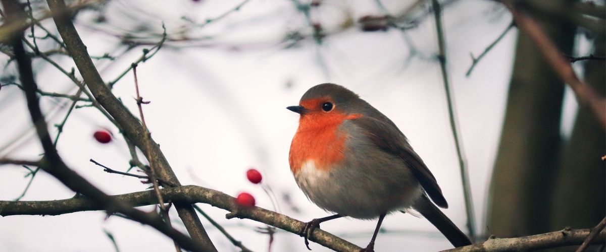 Robin in wintertime