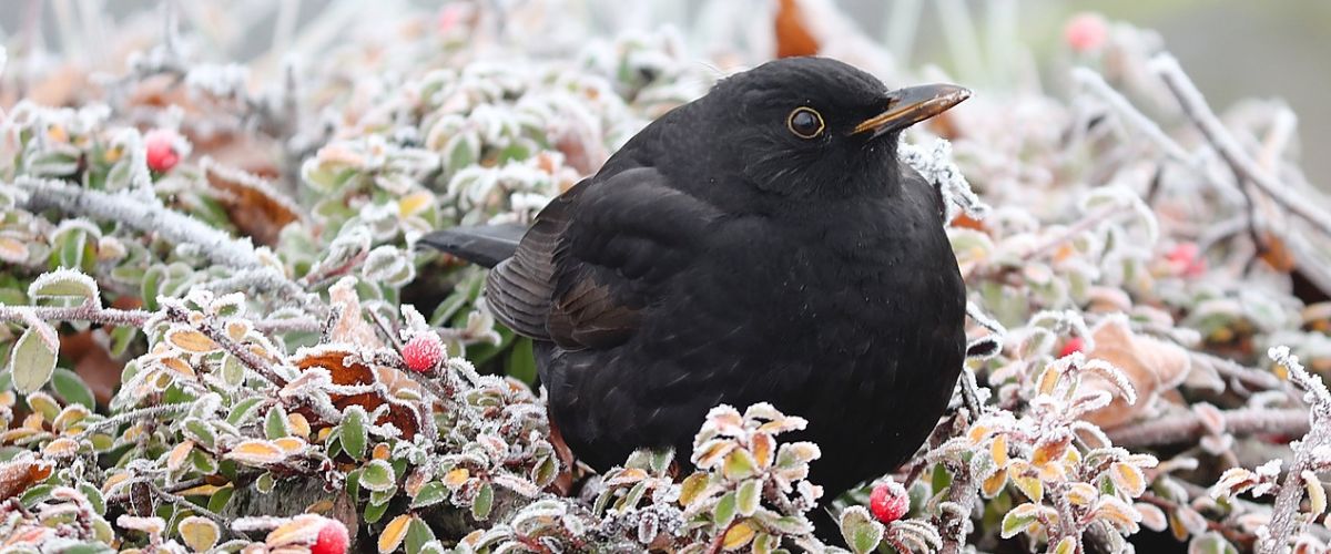 Blackbird in the Winter