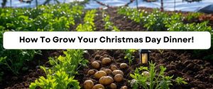 The Ultimate Tips For Growing Your Own Perfect Christmas Dinner