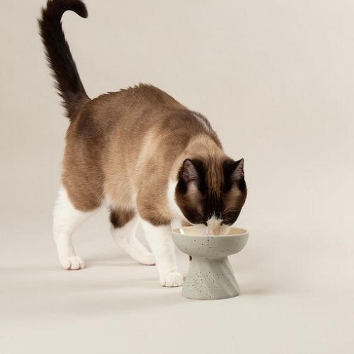Zen 2 Piece Raised Cat Feeder & Saucer Set